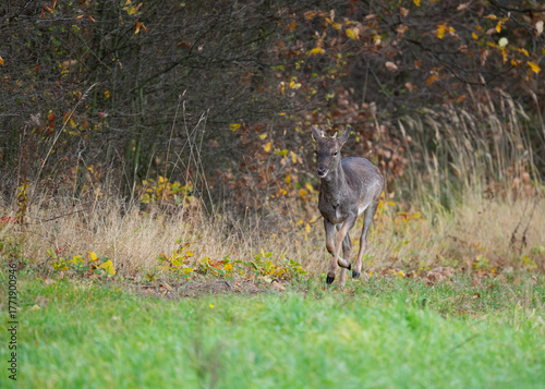 Szpicak daniela (Dama dama) w dynamicznym galopie pośród jesiennego krajobrazu. Zwierzę biegnie przez kolorowy las, otoczone spadającymi liśćmi i ciepłym światłem zachodzącego słońca. Fotografia przyr
