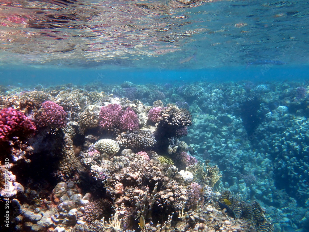 Fototapeta premium Wide shot of coral and reef inhabitants