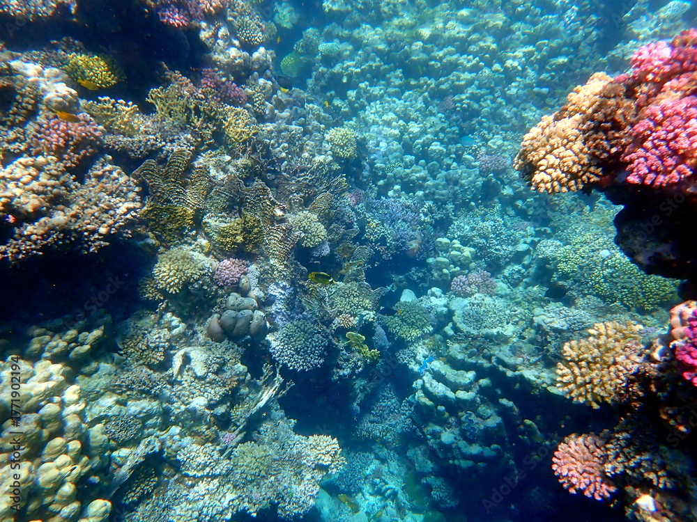 Fototapeta premium Wide shot of coral and reef inhabitants