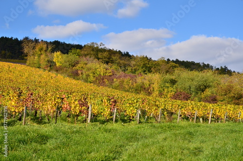 VIGNES D'IRANCY EN AUTOMNE BOURGOGNE