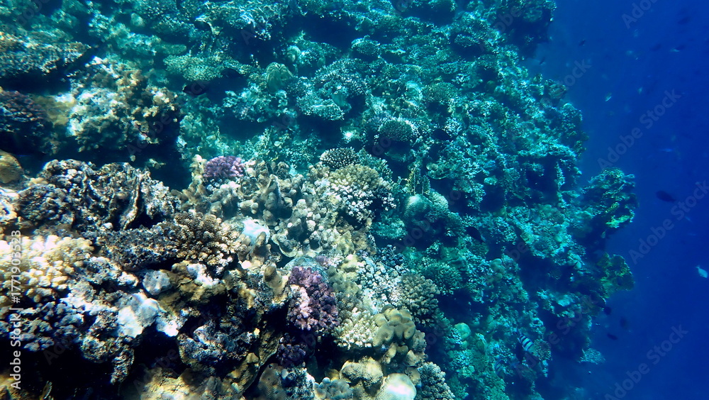 Fototapeta premium Wide shot of coral and reef inhabitants