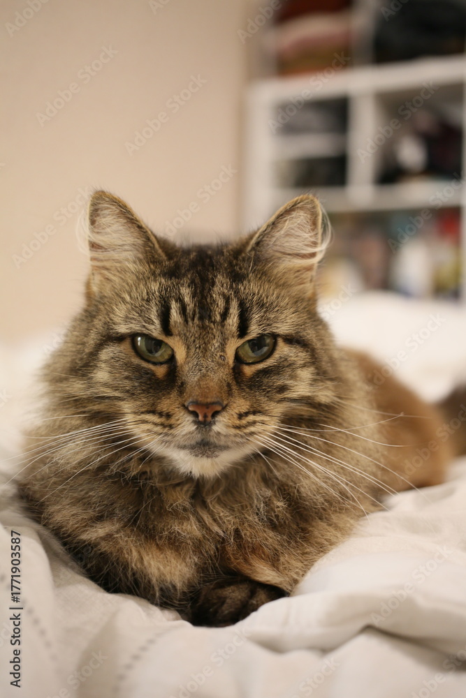 Obraz premium portrait of a cat