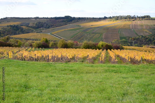 VUE SUR LE VIGNOBLE D'IRANCY EN AUTOMNE