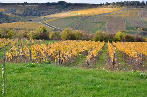 VIGNOBLE D'IRANCY EN AUTOMNE BOURGOGNE