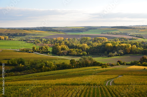 VUE SUR LE VIGNOBLE DE CHABLIS BOURGOGNE