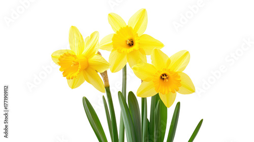 Three Yellow Daffodils with Green Stems isolated on a transparent background