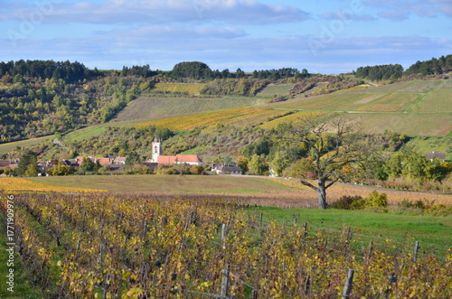 VILLAGE ET VIGNOBLE D'IRANCY EN AUTOMNE BOURGOGNE