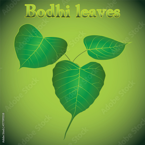 Bodhi leaves (Bai Pho)
