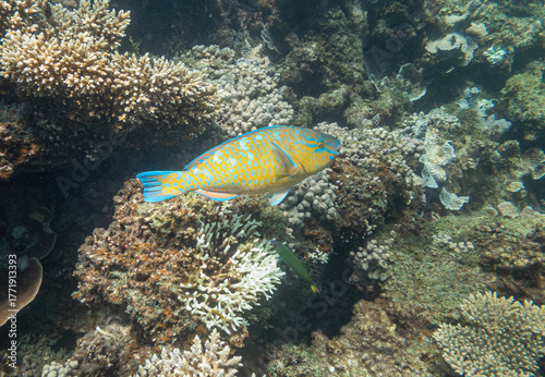 Blue Barred Parrotfish Ningaloo Reef, Western Australia, Australia