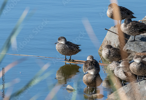 Grey teal, Goolwa Barrage, South Australia, Australia