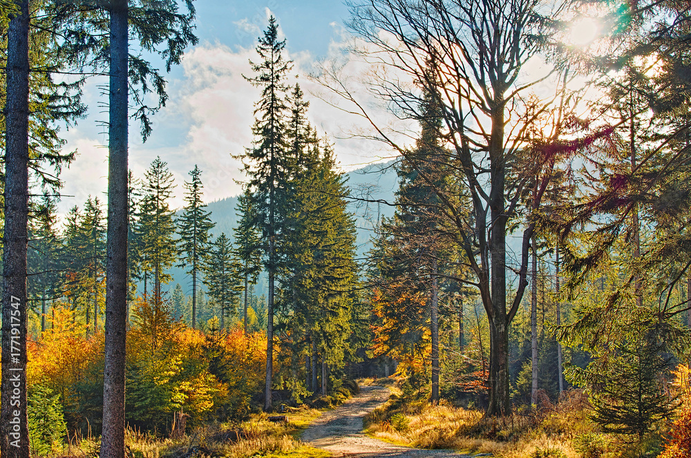 Obraz premium autumn in the forest with the mountain view
