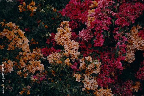 Obraz na plátně Pink and yellow flowers