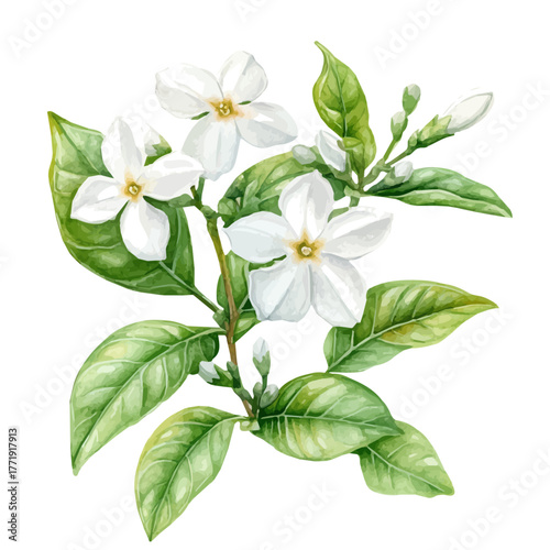 watercolor vector of Jasmine Flower, isolated on a white background.