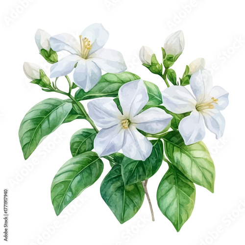 Jasmine Flower, watercolor painting vector, isolated on a white background.