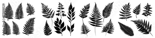 Fern silhouettes are depicted in an isolated flat modern illustration set against a white background