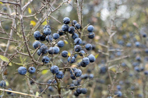 Carta da parati Ciemnoniebieskie, cierpkie owoce tarniny, które mają zastosowanie w ziołolecznic