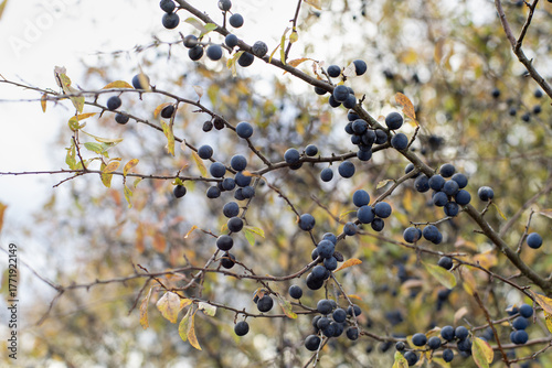 Tableau sur toile Kolczasty krzew Śliwy tarniny z charakterystycznymi ciemnoniebieskimi cierpkimi