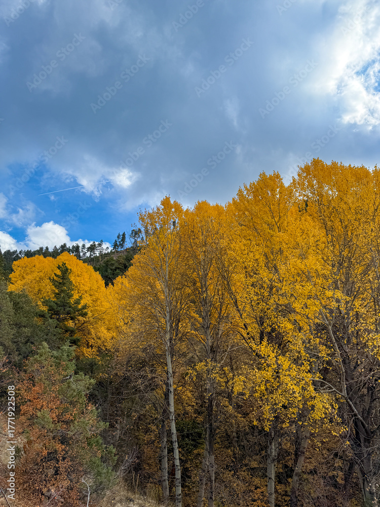 Fototapeta premium Golden Aspens Amidst Green Pines on a Cloudy Autumn Day
