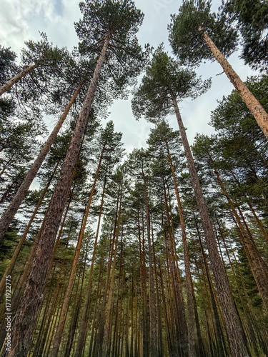 Towering Pine Forest Reaching for the Sky. Yozgat, Turkey