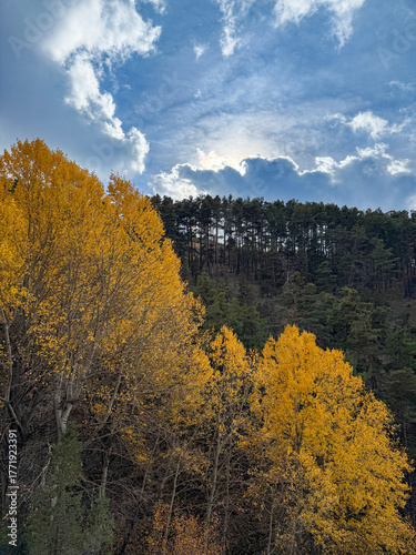 Golden Aspens Amidst Green Pines on a Cloudy Autumn Day