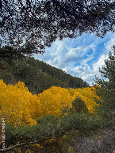 Golden Aspens Amidst Green Pines on a Cloudy Autumn Day