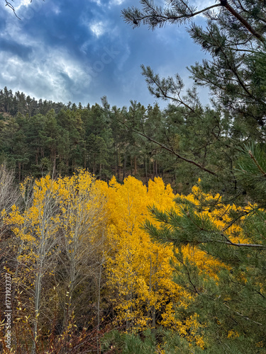 Golden Aspens Amidst Green Pines on a Cloudy Autumn Day