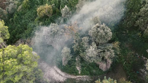 Smoke in the forest.
River of smoke in the forest