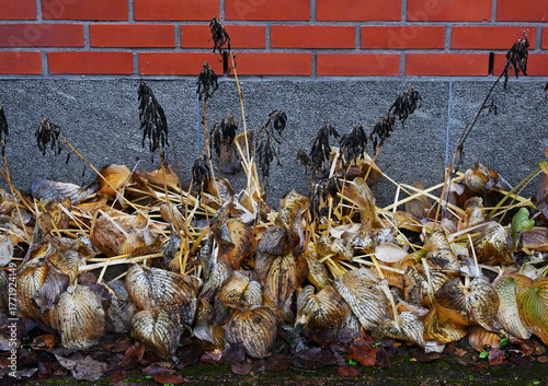 withered hosta plants leaning against a brick and stone wall