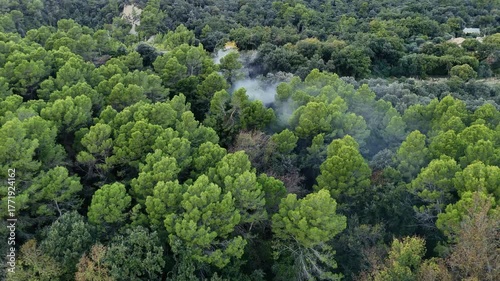 Smoke in the forest.
River of smoke in the forest