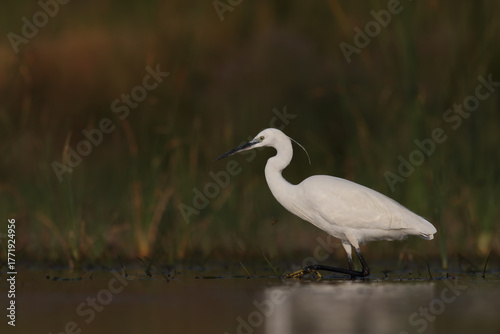 Little Egret trying to swim on the lake