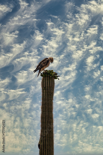 A hawk on a Saguaro