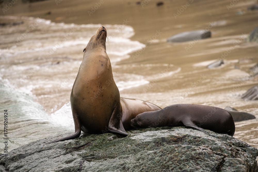 Fototapeta premium Sea Lions at La Jolla Cove in California