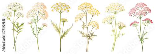 PNG Vintage botanical floral illustration, element set on transparent background