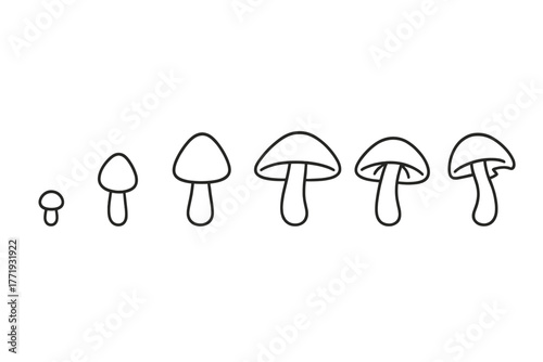 Mushroom Growth Icons. Line style icons of Mushroom Growth Stages: pinhead mushroom, small bud growth, half-open cap, fully