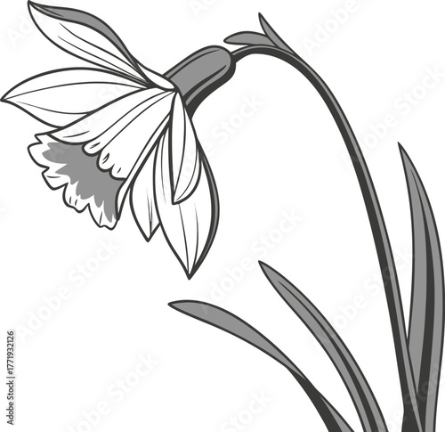 Elegant narcissus flower silhouette isolated artistic design isolated on transparent background