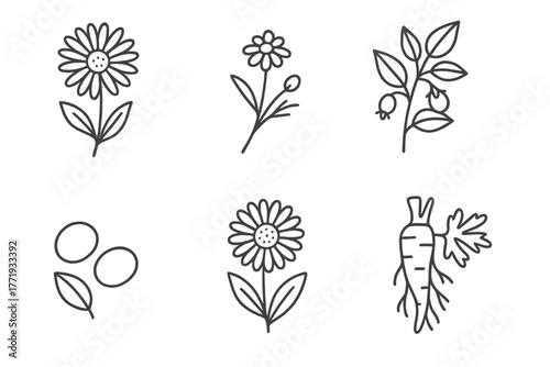 Homeopathic Ingredient Icons. Line style icons of natural ingredients for homeopathy: arnica flower, chamomile, calendula,
