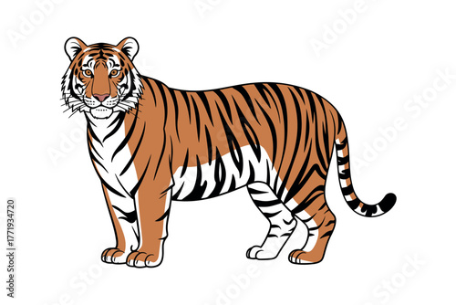 A standing tiger illustration with orange and black stripes on a white background.