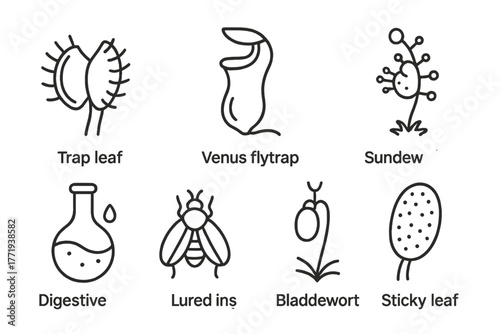 Carnivorous Plant Icons. Line style icons of Carnivorous Plant: Trap Leaf, Venus Flytrap, Pitcher Plant, Sundew Tentacle,