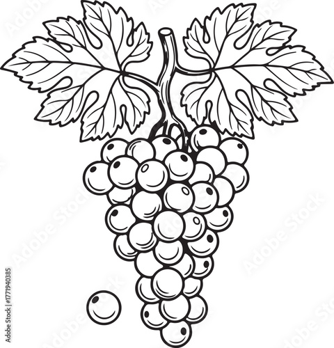 A detailed line drawing of a ripe bunch of grapes with leaves and a single loose grape for a whimsical and natural feel