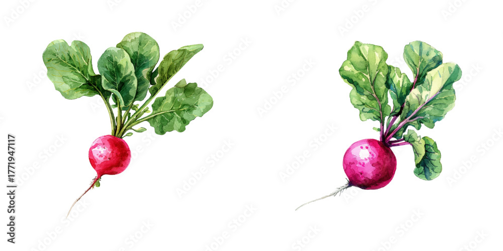 Φωτογραφία radish watercolor vector illustration