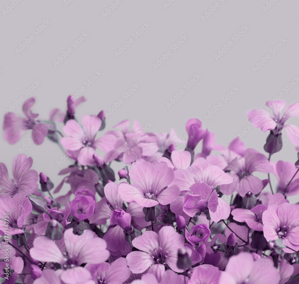 Obraz premium Smoke close-up selective soft focus pink, lilac Gypsophila, Vaccaria Flower bouquet on gray beige. Natural art blur background.