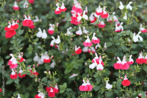 Red and white salvia flowers in a garden