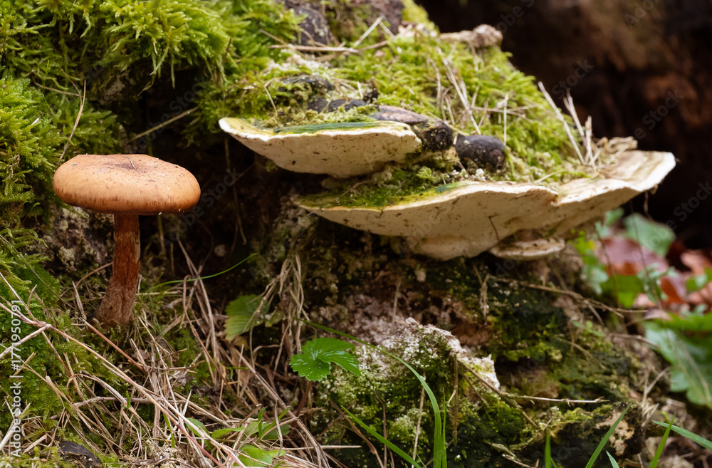 Fototapeta premium Champignons en forêt à l'automne.