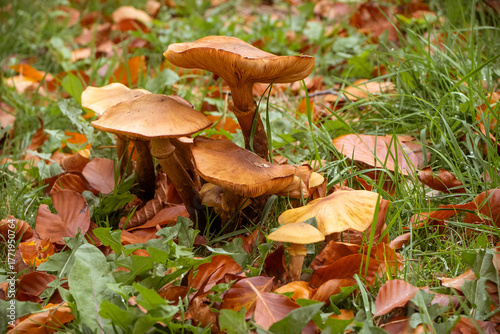 Champignons en forêt à l'automne.