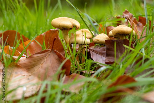 Champignons en forêt à l'automne.