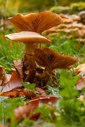 Champignons en forêt à l'automne.