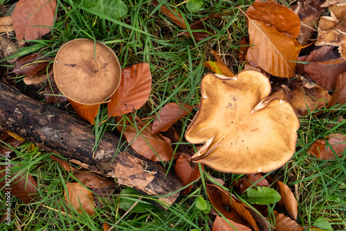 Champignons en forêt à l'automne.