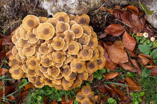 Champignons en forêt à l'automne.