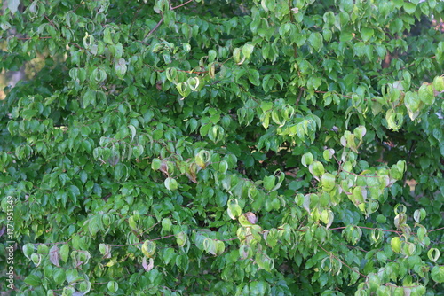 Cornelian cherry or cornus mas leaves