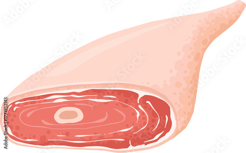 Cartoon meat product. Chicken, sausages and sausages. Steaks, pork bacon and ribs vector. Steak chicken, sausage and bacon, product ingredient illustration